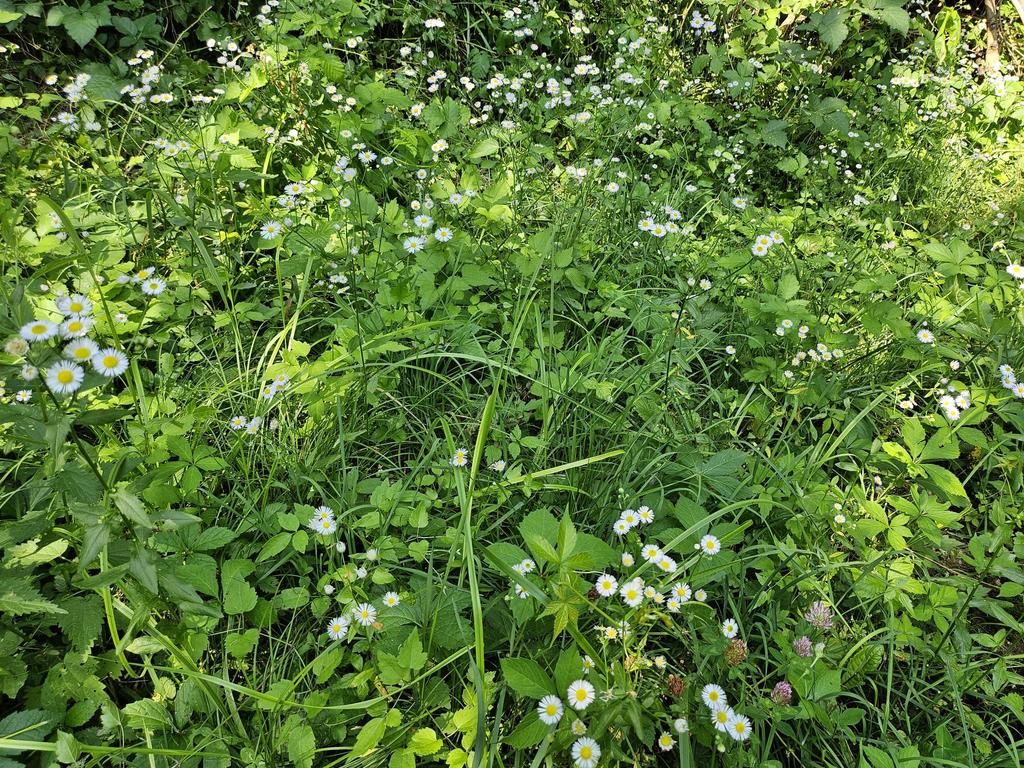 Environmentálne udržateľný rast je len chiméra na oblbnutie ľudí